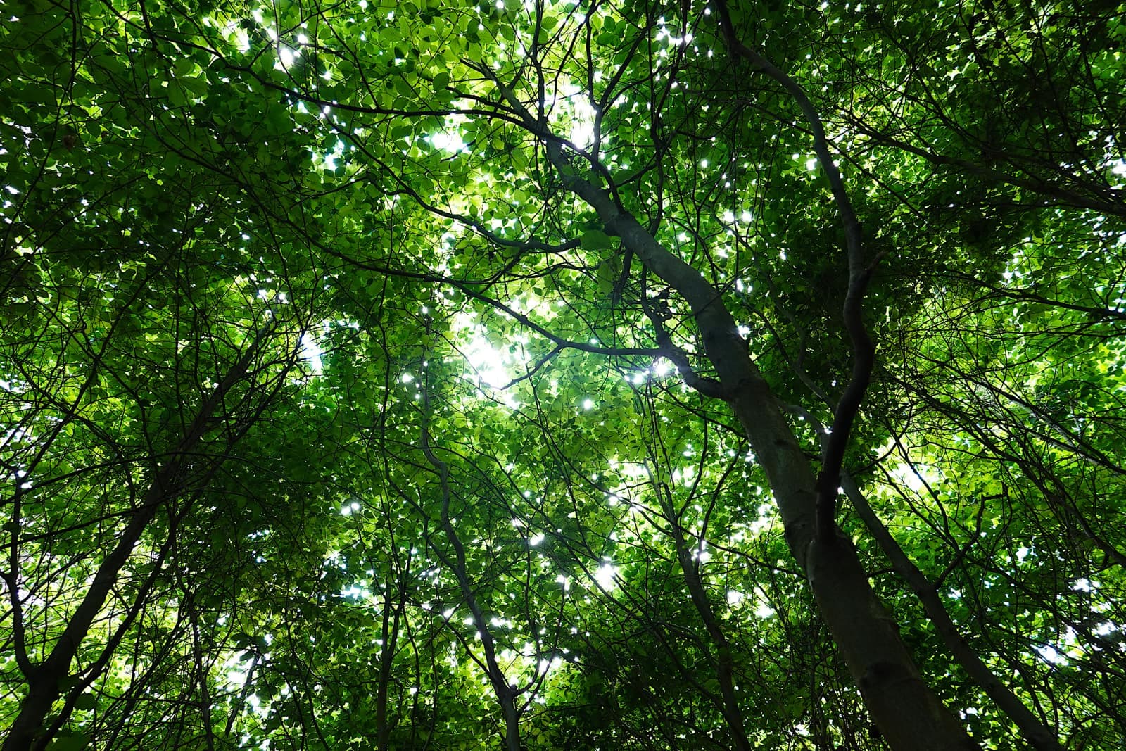 Looking up into a green tree canopy