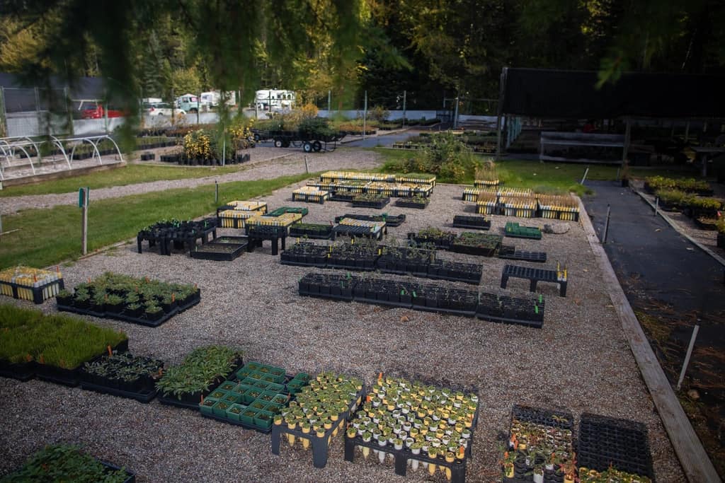 A row of newly planted saplings along a school wall