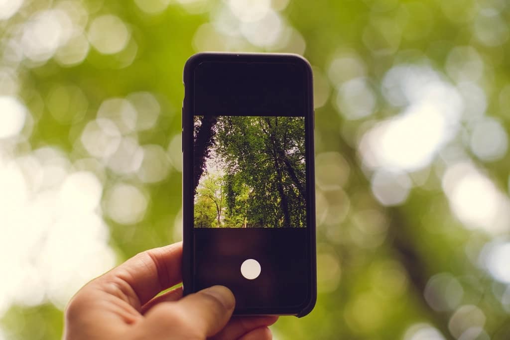 A phone held up to photograph trees, framing the shot on screen