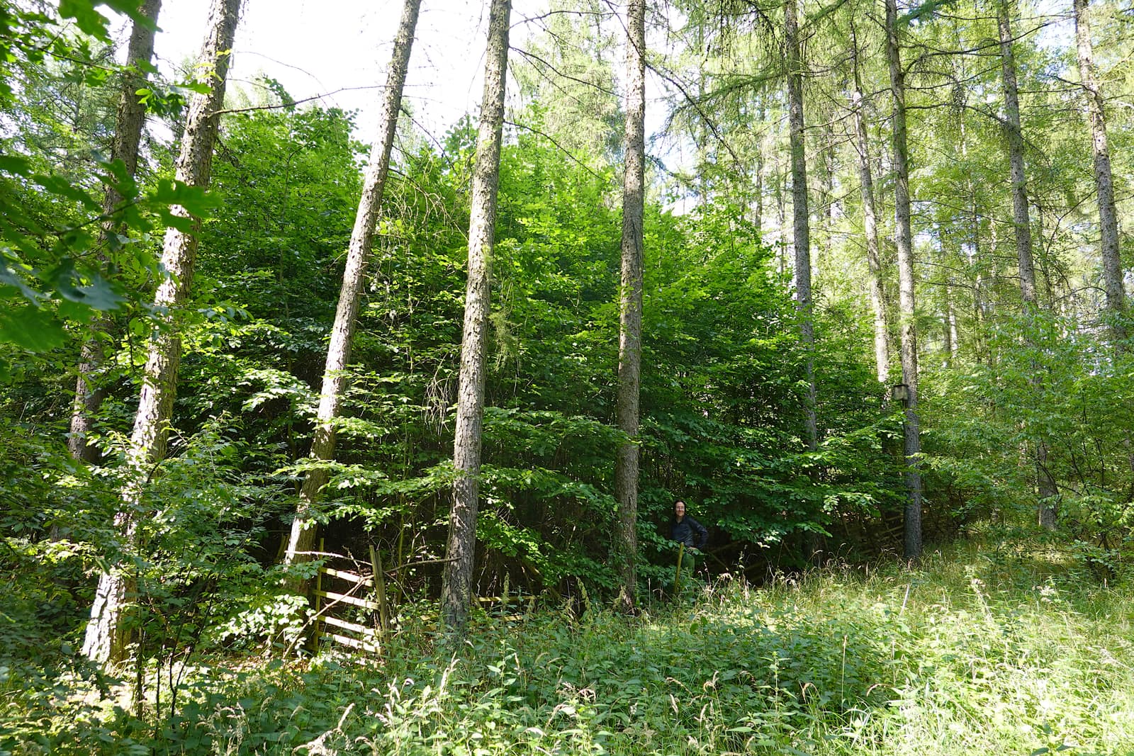 Dense green woodland in summer leaf